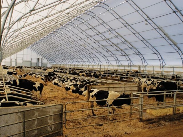 быстровозводимые молочные фермы
